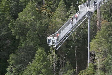 Cruise Ship Special From Hobart: Mt Wellington And Tahune AirWalk - Accommodation Noosa 0