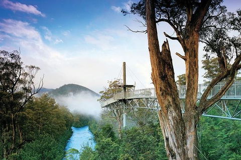Cruise Ship Special From Hobart: Mt Wellington And Tahune AirWalk - Accommodation Noosa 2