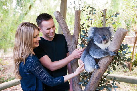 Adelaide Central Market With Cleland Wildlife Park And Mount Lofty Summit - Accommodation Noosa 1