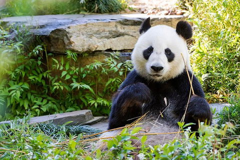 Adelaide Zoo Behind The Scenes Experience: Exclusive Giant Panda Experience - Accommodation Noosa 1