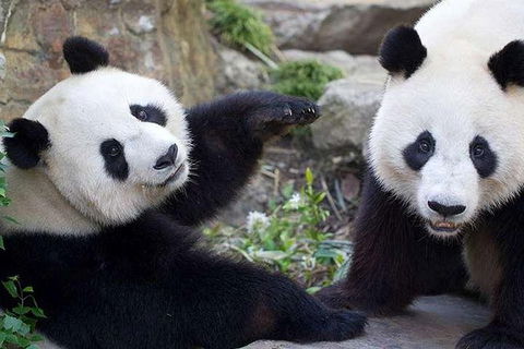 Adelaide Zoo Behind The Scenes Experience: Exclusive Giant Panda Experience - Accommodation Noosa 0