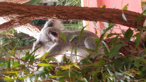 Croc Express To Australia Zoo From Brisbane - Accommodation Noosa 3