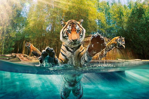 Croc Express To Australia Zoo From Brisbane - Accommodation Noosa 11