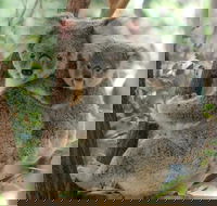 Lone Pine Koala Sanctuary Day Pass - Accommodation Noosa