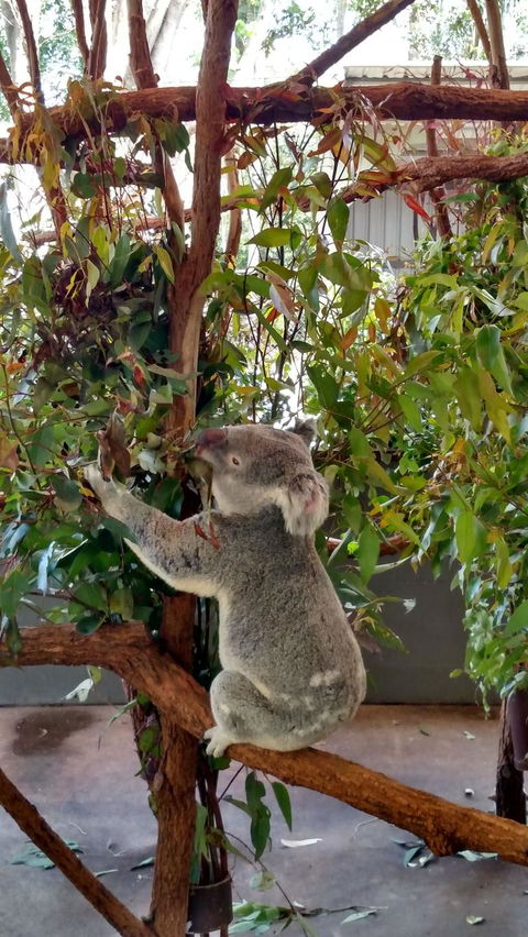 Lone Pine Koala Sanctuary Day Pass - Accommodation Noosa 5
