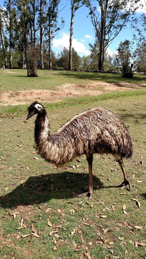 Lone Pine Koala Sanctuary Day Pass - Accommodation Noosa 8