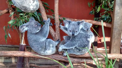 Lone Pine Koala Sanctuary Day Pass - Accommodation Noosa 3
