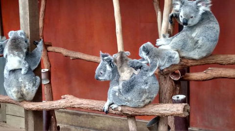 Lone Pine Koala Sanctuary Day Pass - Accommodation Noosa 4