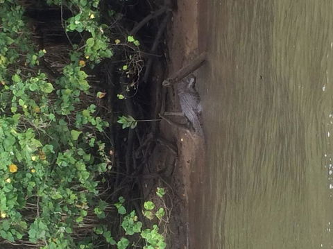 Cape Tribulation, Mossman Gorge, And Daintree Rainforest Day Trip From Cairns Or Port Douglas - Accommodation Noosa 5