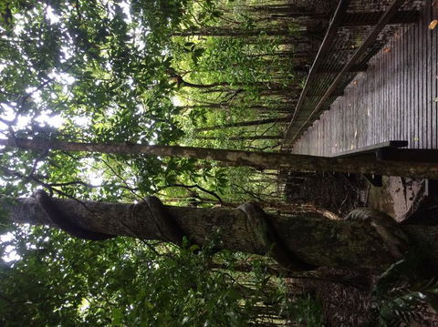 Cape Tribulation, Mossman Gorge, And Daintree Rainforest Day Trip From Cairns Or Port Douglas - Accommodation Noosa 2