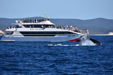 Whale Watching Cruise From Redcliffe, Brisbane Or The Sunshine Coast - Accommodation Noosa 2