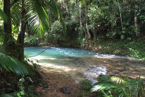 Daintree - Cape Tribulation & Atherton Tablelands Tours From Port Douglas - Accommodation Noosa 5