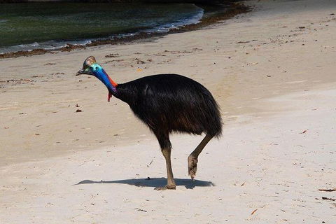 Daintree - Cape Tribulation & Atherton Tablelands Tours From Port Douglas - Accommodation Noosa 17