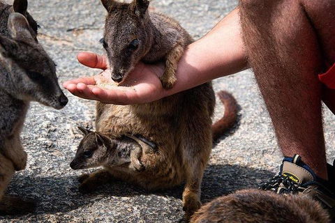 Daintree - Cape Tribulation & Atherton Tablelands Tours From Port Douglas - Accommodation Noosa 4