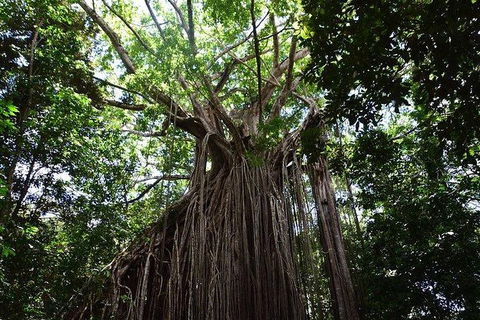 Daintree - Cape Tribulation & Atherton Tablelands Tours From Port Douglas - Accommodation Noosa 20