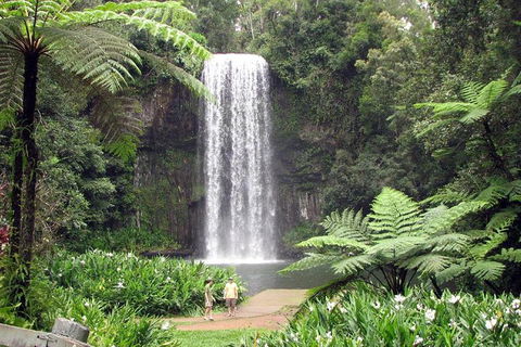 Daintree - Cape Tribulation & Atherton Tablelands Tours From Port Douglas - Accommodation Noosa 12
