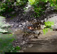 Whitsunday Crocodile Safari including Lunch - Accommodation Noosa