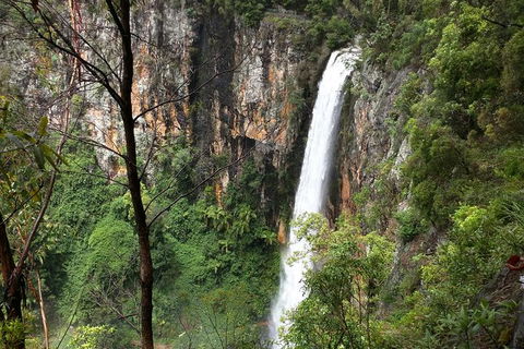 World Heritage Springbrook National Park Tour Including Natural Bridge - Accommodation Noosa 3
