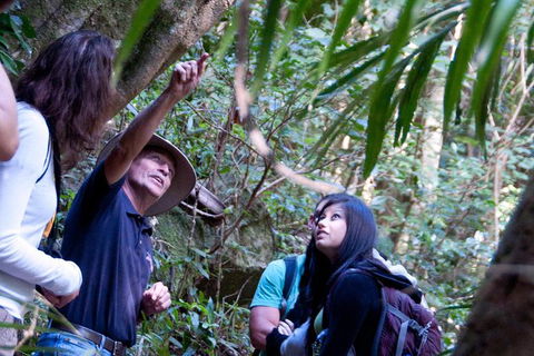 World Heritage Springbrook National Park Tour Including Natural Bridge - Accommodation Noosa 7