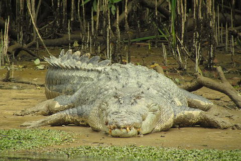 Daintree River Dawn Cruise - Accommodation Noosa 1