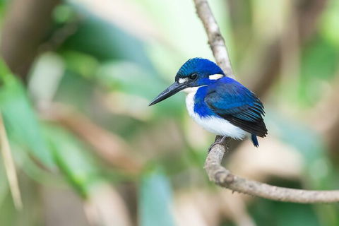 Daintree River Dawn Cruise - Accommodation Noosa 12