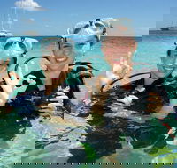 Ocean Spirit Michaelmas Cay Dive and Snorkel Cruise from Palm Cove - Accommodation Noosa