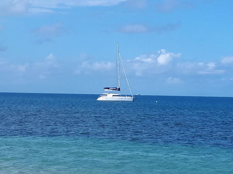 Afternoon Low Isles Snorkeling And Sailing Cruise From Port Douglas - Accommodation Noosa 7