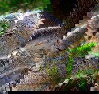 Koalas Kangaroos  Mt Coot-tha Scenic Views Private Tour with Local Guide - Accommodation Noosa