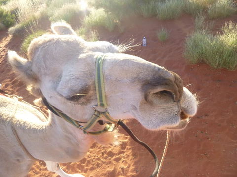 Uluru Small-Group Tour By Camel At Sunrise Or Sunset - Accommodation Noosa 10
