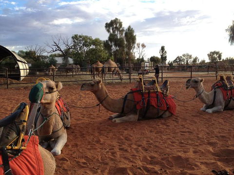 Uluru Small-Group Tour By Camel At Sunrise Or Sunset - Accommodation Noosa 24