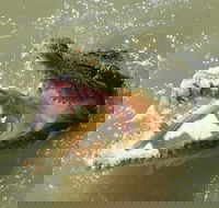 Darwin Jumping Crocodiles Cruise on Adelaide River - Accommodation Noosa