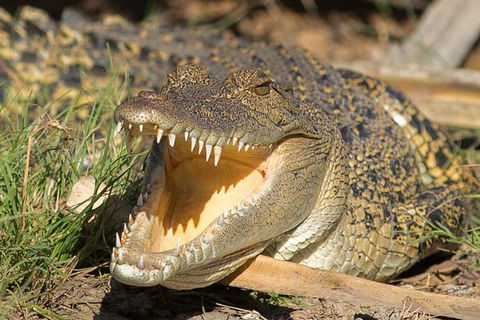 1 Day Corroboree Billabong Wetland Experience Including 2.5 Hour Cruise + Lunch - Accommodation Noosa 1