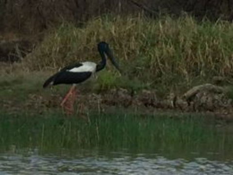 1 Day Corroboree Billabong Wetland Experience Including 2.5 Hour Cruise + Lunch - Accommodation Noosa 3