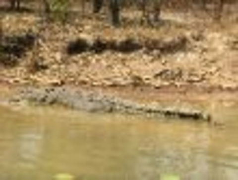 1 Day Corroboree Billabong Wetland Experience Including 2.5 Hour Cruise + Lunch - Accommodation Noosa 6