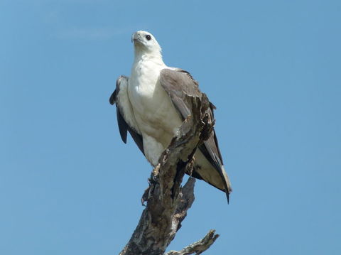 1 Day Corroboree Billabong Wetland Experience Including 2.5 Hour Cruise + Lunch - Accommodation Noosa 2