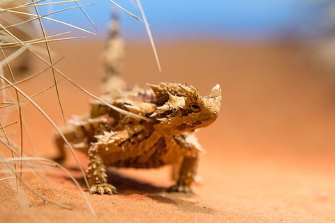 Alice Springs Desert Park General Entry Ticket - Accommodation Noosa 8