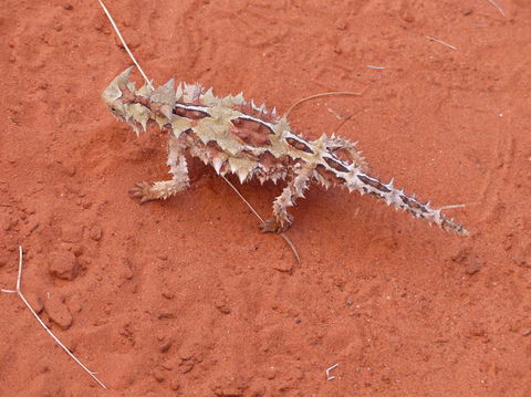 Alice Springs Highlights Half-Day Tour - Accommodation Noosa 5