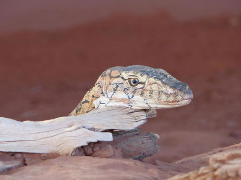 Alice Springs Highlights Half-Day Tour - Accommodation Noosa 6