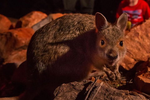 Alice Springs Desert Park Nocturnal Tour - Accommodation Noosa 0