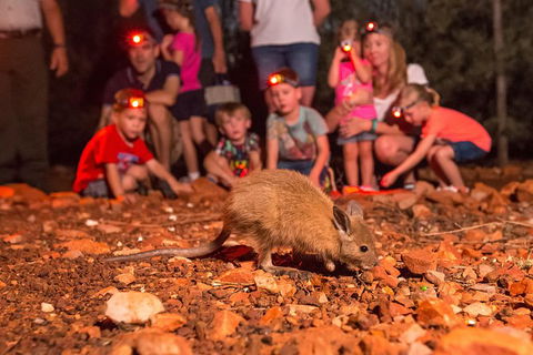 Alice Springs Desert Park Nocturnal Tour - Accommodation Noosa 7