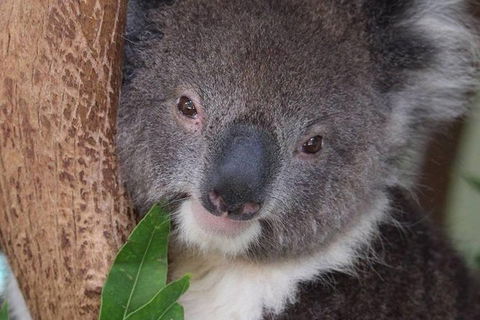 All Inclusive Blue Mountains Small-Group Day Trip From Sydney - Accommodation Noosa 1