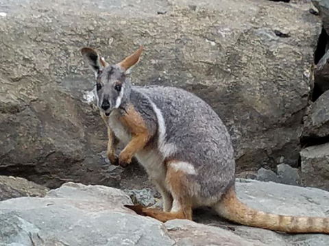 All Inclusive Blue Mountains Small-Group Day Trip From Sydney - Accommodation Noosa 4