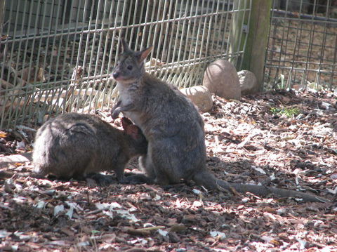 All Inclusive Blue Mountains Small-Group Day Trip From Sydney - Accommodation Noosa 19