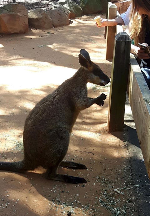 All Inclusive Blue Mountains Small-Group Day Trip From Sydney - Accommodation Noosa 25