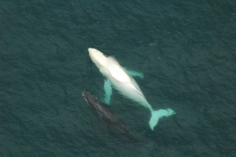 Coffs Harbour Whale Watch Experience - Accommodation Noosa 1