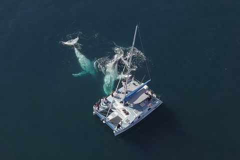 Coffs Harbour Whale Watch Experience - Accommodation Noosa 0
