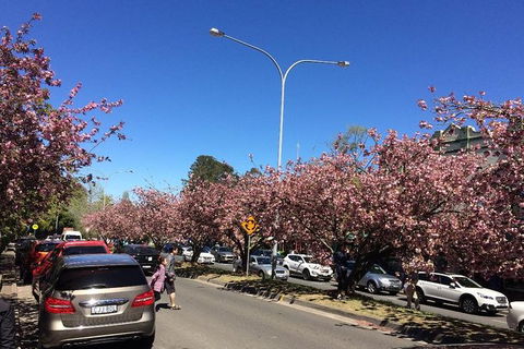 All-Day Blue Mountains Private Tour With Professional Guide For Up To 4 People - Accommodation Noosa 16