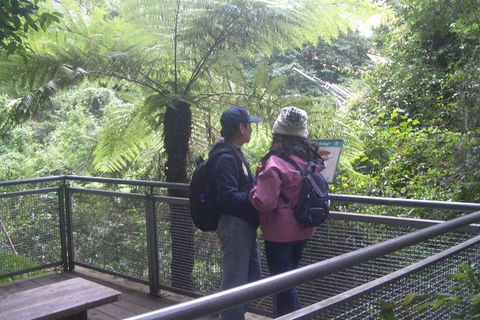 All-Day Blue Mountains Private Tour With Professional Guide For Up To 4 People - Accommodation Noosa 19
