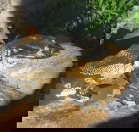 Armadale Reptile Centre - Accommodation Noosa