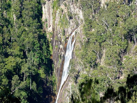 Carrai National Park - Accommodation Noosa 0